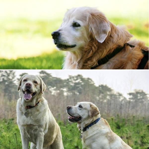 Differenze tra un Labrador e un Golden