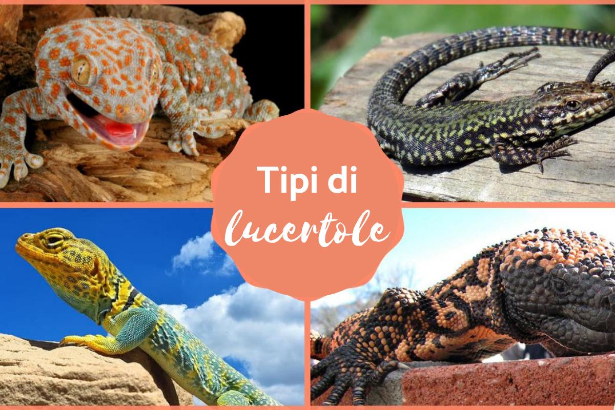 Tipi di lucertole: Caratteristiche e curiosità