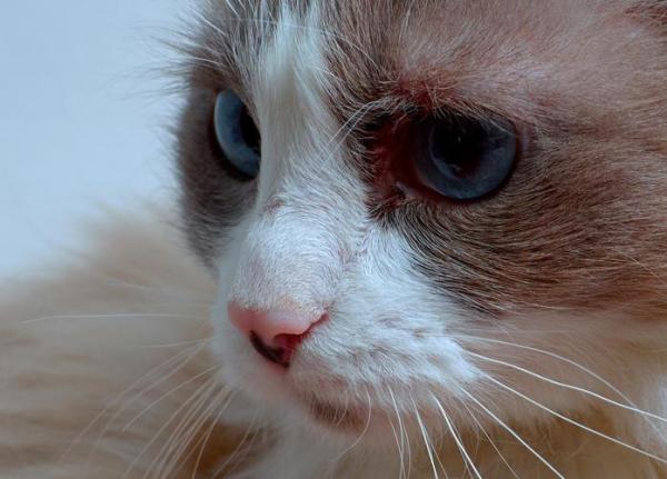 Ciclosporina al gatto: Dosi, usi ed effetti collaterali