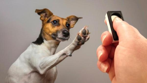 Condizionamento classico nel cane: teoria ed esempi - Quando si verifica il condizionamento classico?