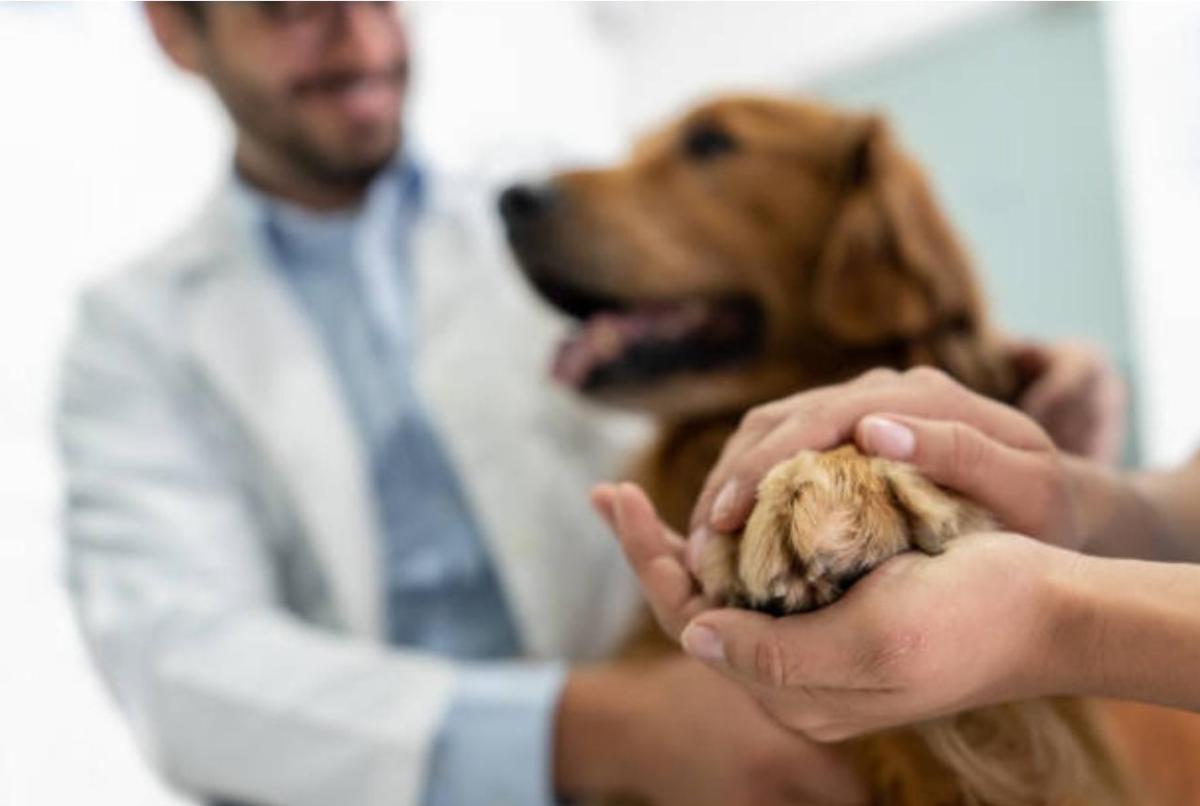 Tumore alla zampa del cane: sintomi, cure e aspettativa di vita