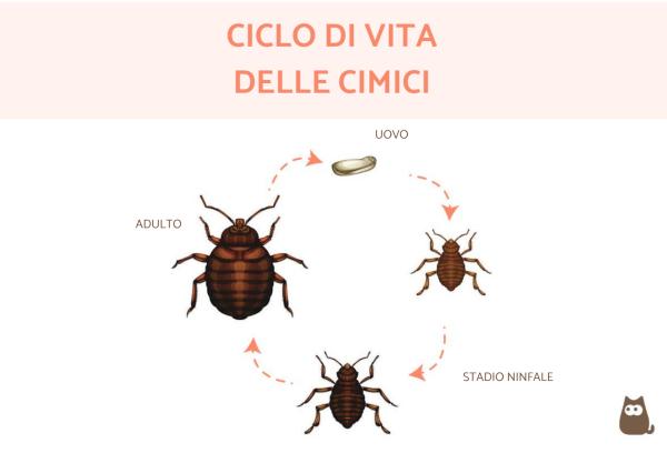 Quanto vive una cimice? - Ciclo vitale delle cimici