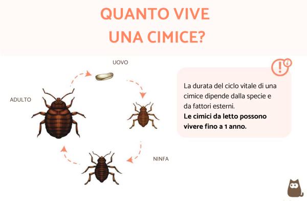 Quanto vive una cimice?