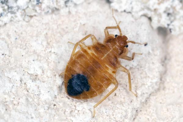 Quanto vive una cimice? - Quanto vivono le cimici del letto?