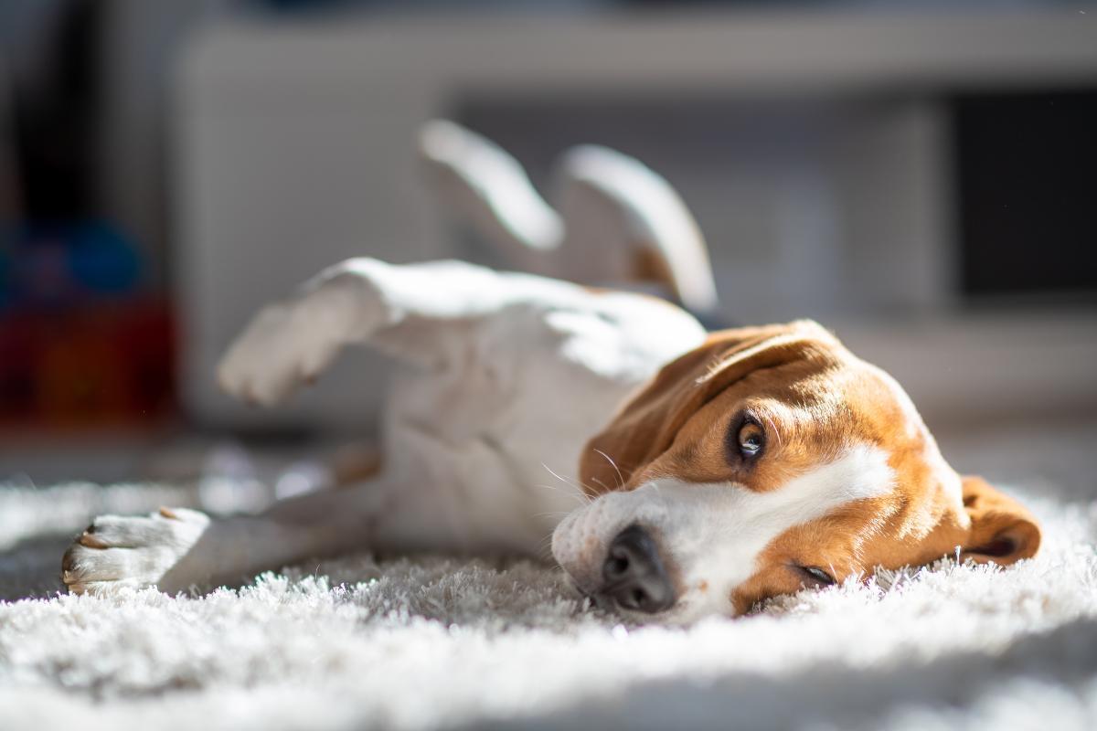 Effetti collaterali dell'anestesia sul cane