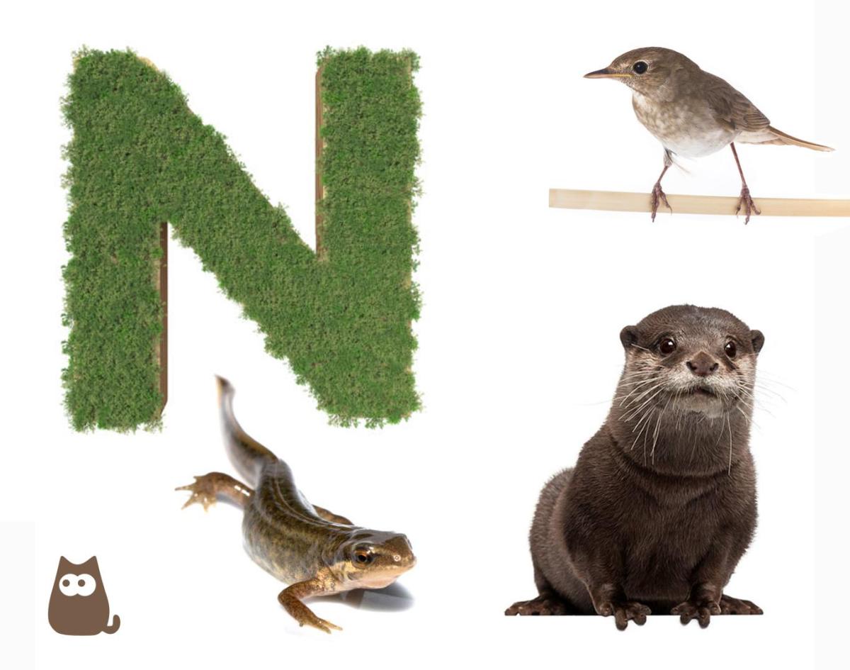 Animali con la N in inglese e in italiano