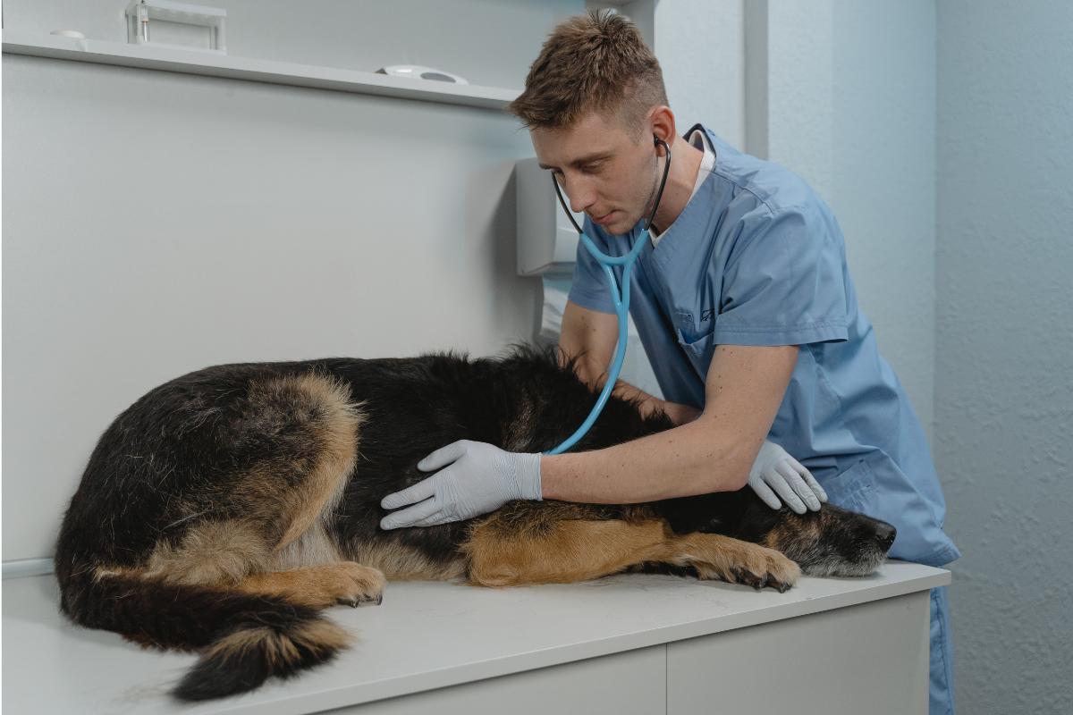 Tumore intestinale nel cane: sintomi, sopravvivenza e cura