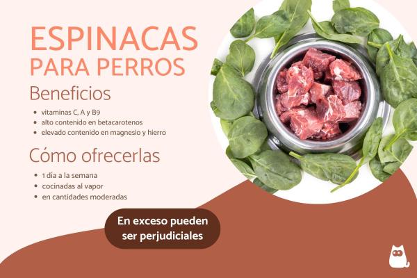 I cani possono mangiare gli spinaci? Benefici, quantità e come cucinarli