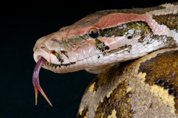 I serpenti più grandi del mondo: Top 10