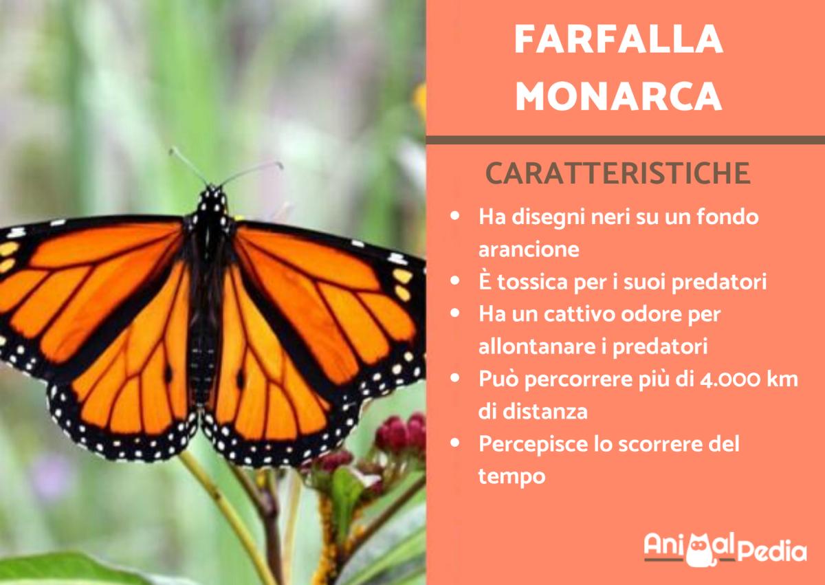 Farfalla monarca: Caratteristiche e curiosità