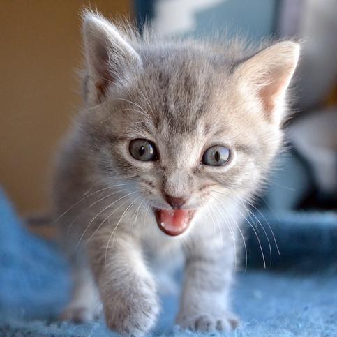 A che età cambiano i denti i gatti?