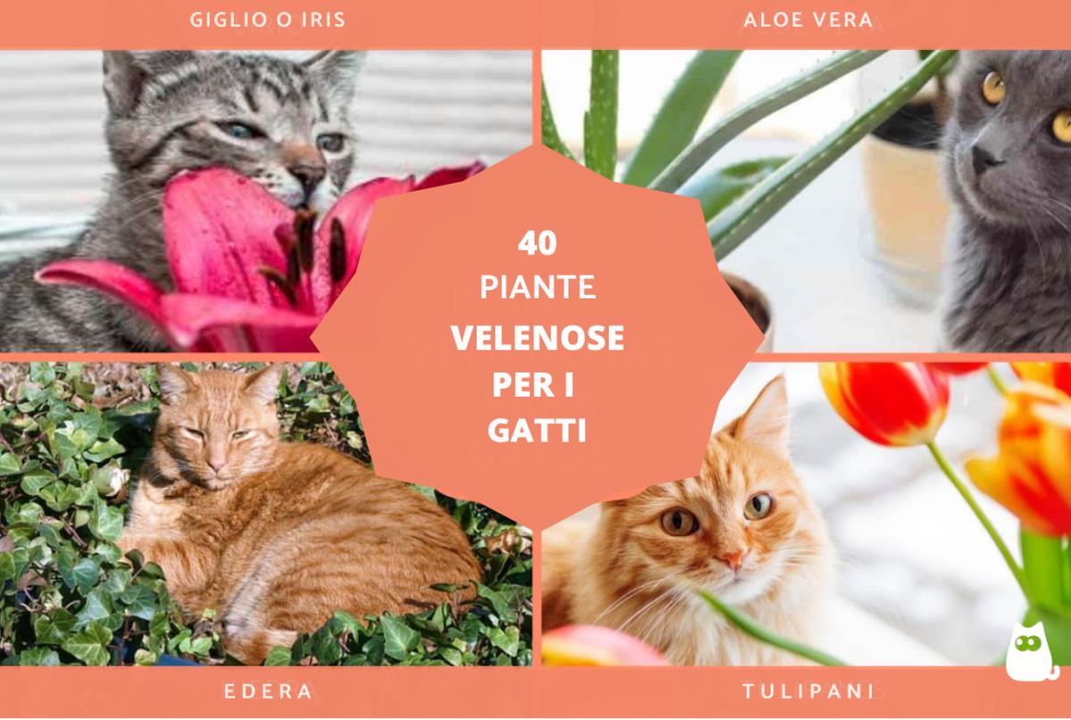 Piante velenose per i gatti