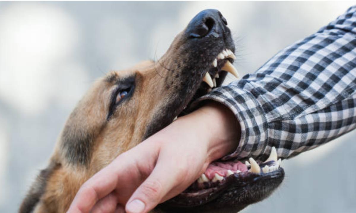 Perché il mio cane morde all'improvviso?