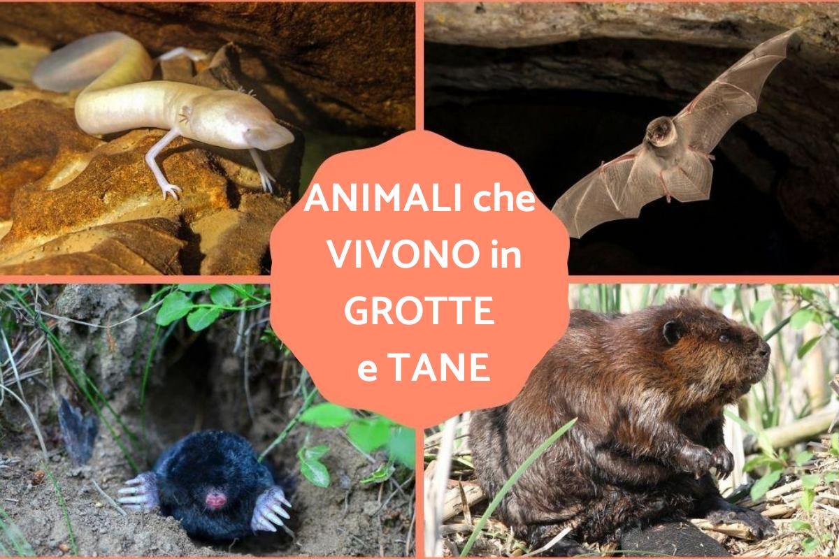 Animali che vivono in grotte e tane