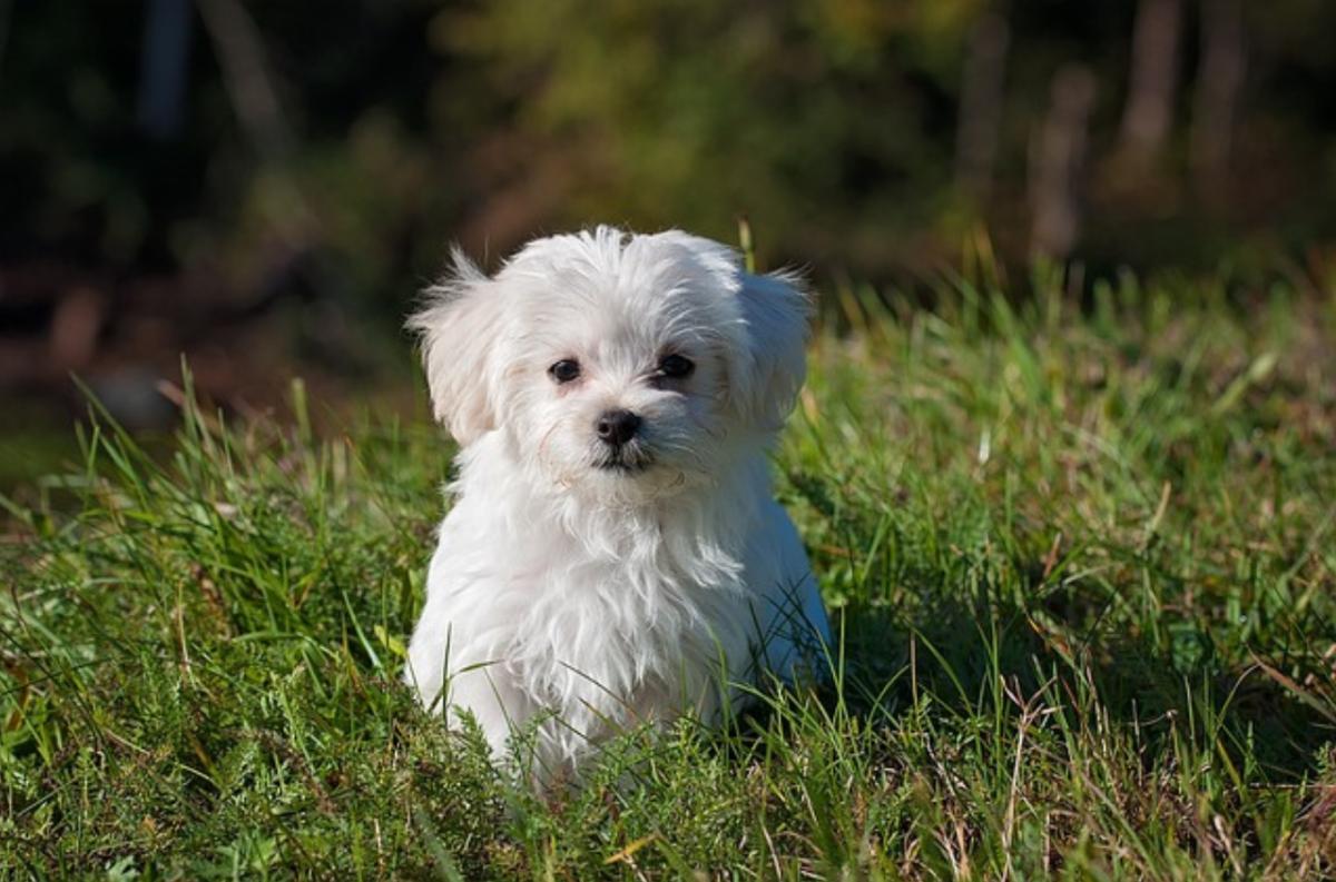 Come calmare un cane che trema