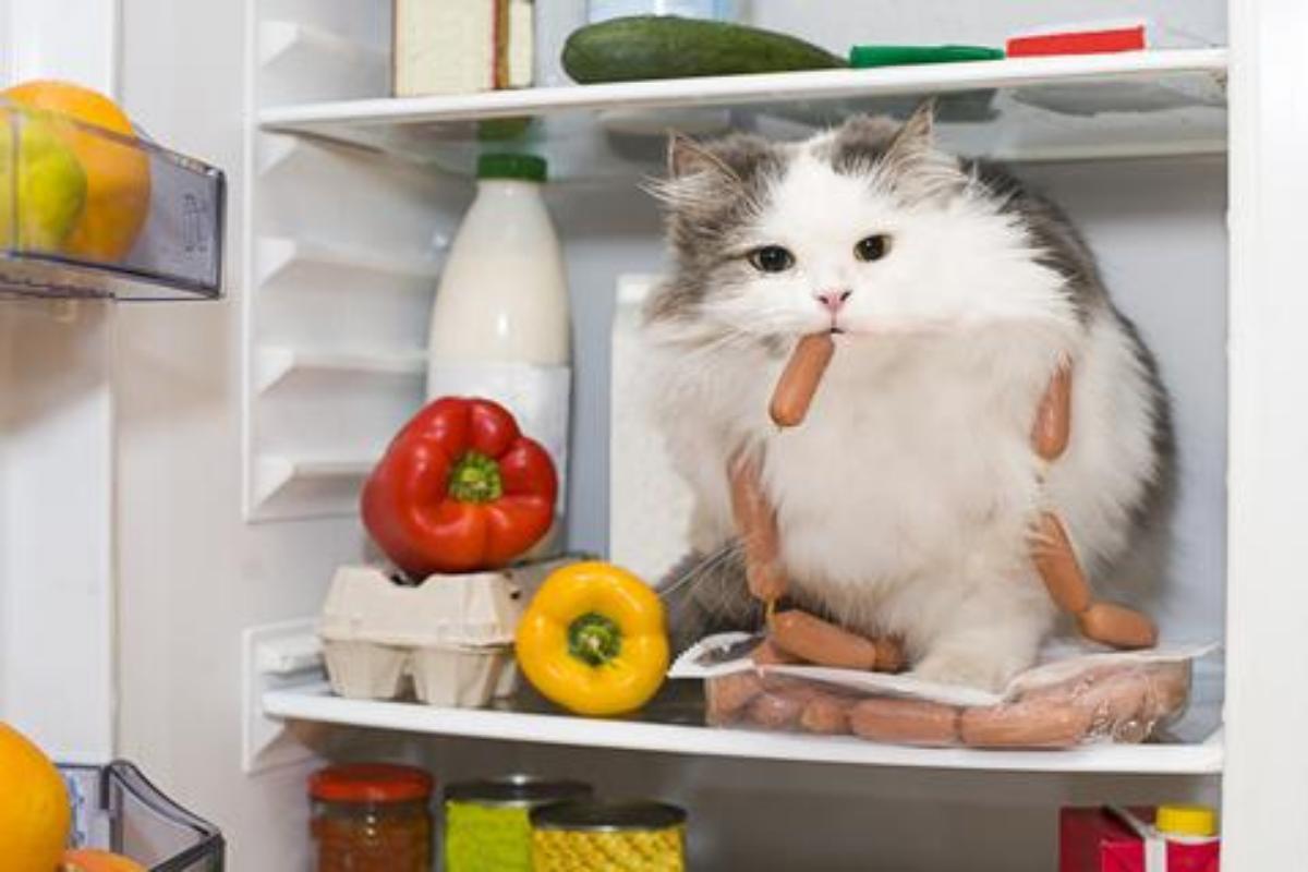 Nomi di cibo per gatti