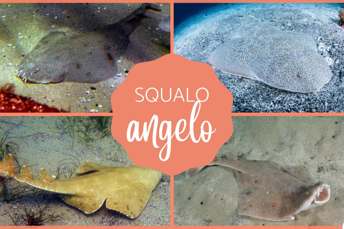 Pesci angelo o squadri: Caratteristiche, habitat e stato di conservazione
