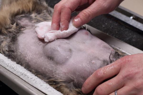 Adenocarcinoma intestinale nei gatti: cause, sintomi e cosa fare