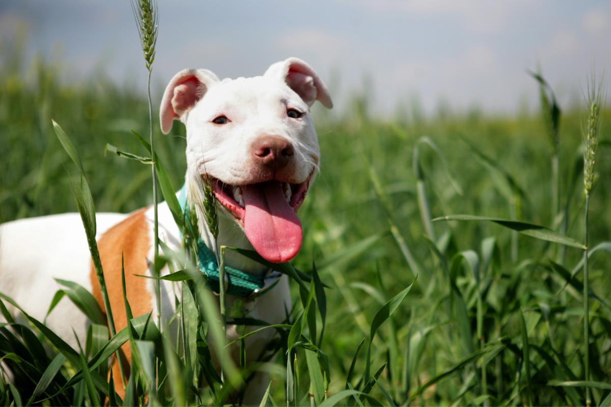 Quanto pesa un pitbull?