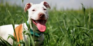 Quanto pesa un pitbull?