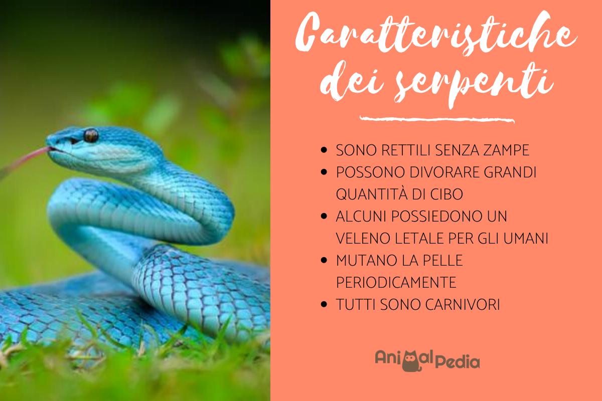 Serpenti: Caratteristiche e curiosità