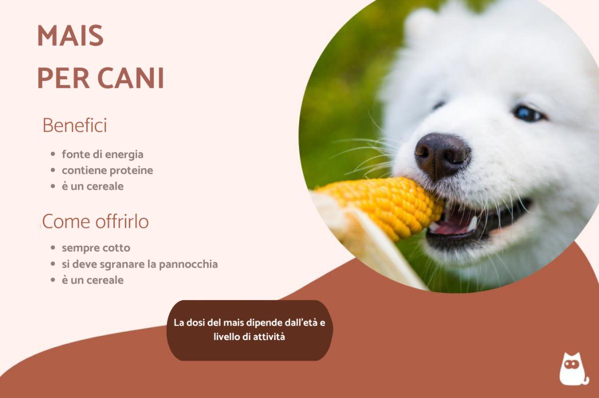 I cani possono mangiare il mais?