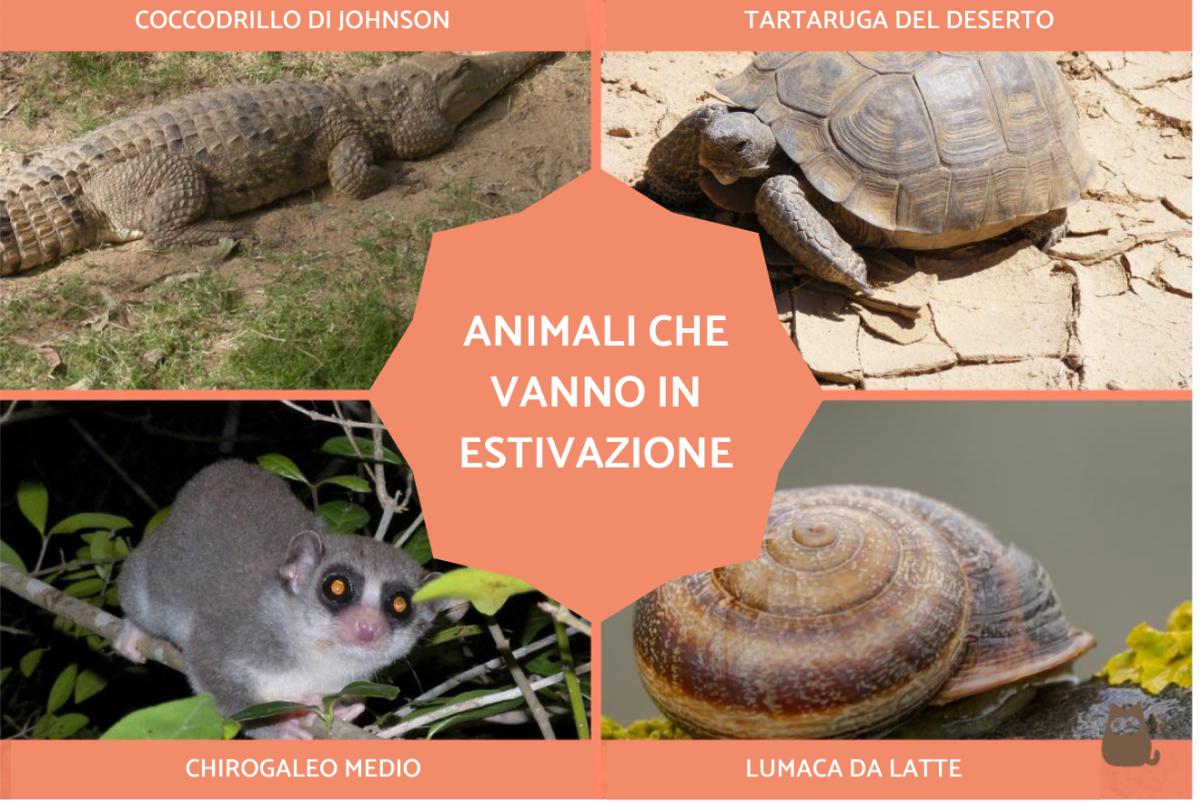 Estivazione: significato ed esempi di animali