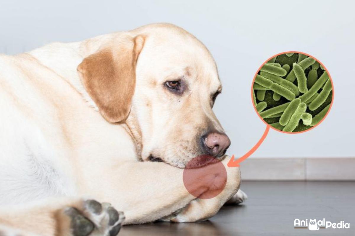 Osteomielite nel cane: Sintomi e trattamento