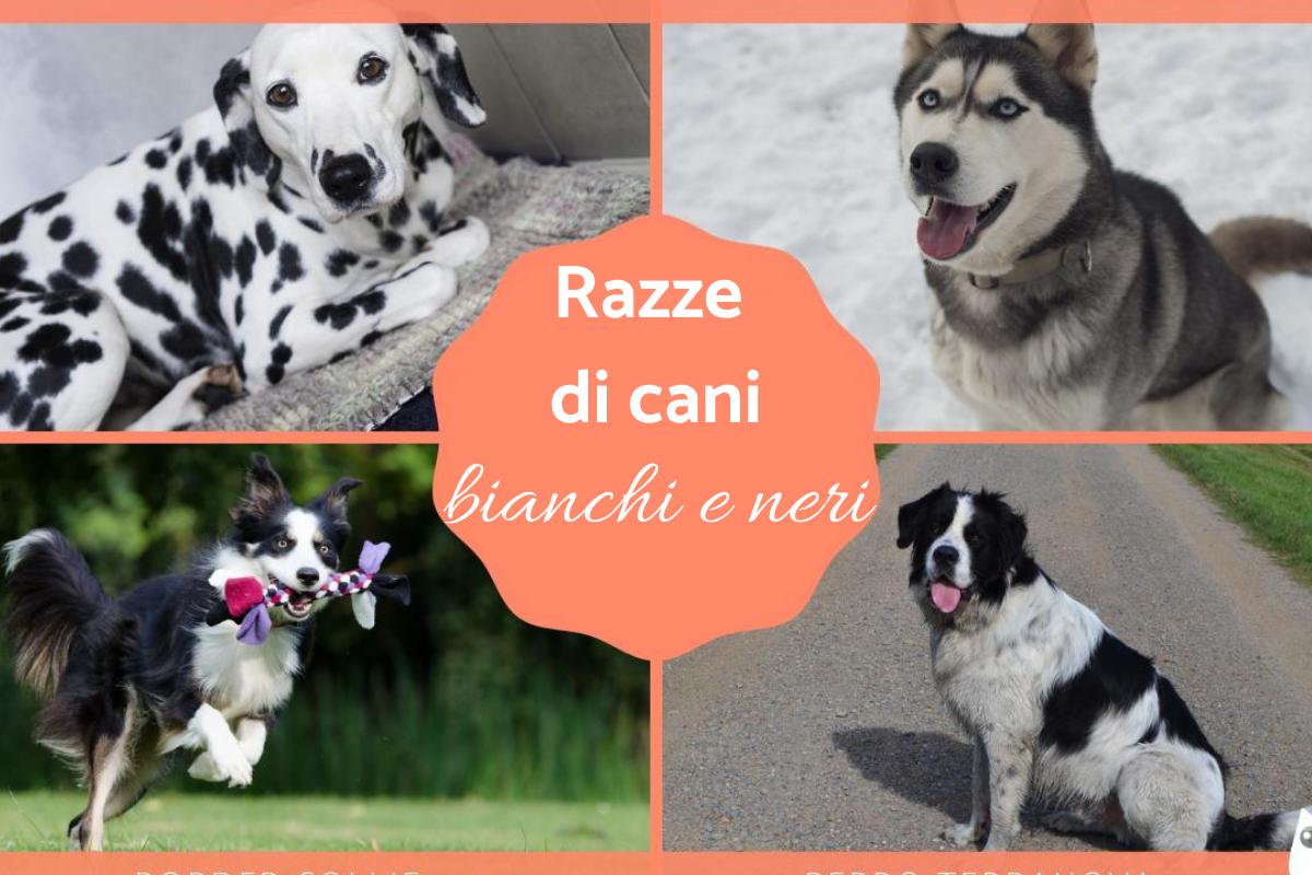 Cani bianchi e neri