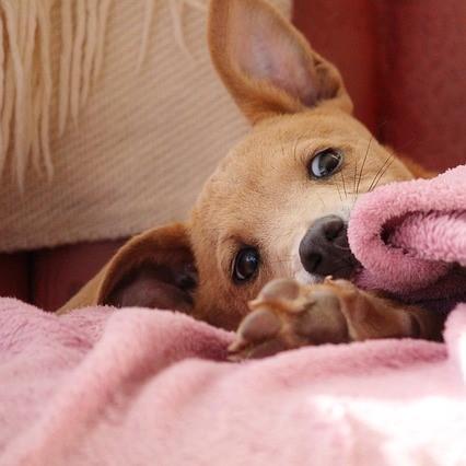 Gravidanza isterica nel cane: cosa fare?