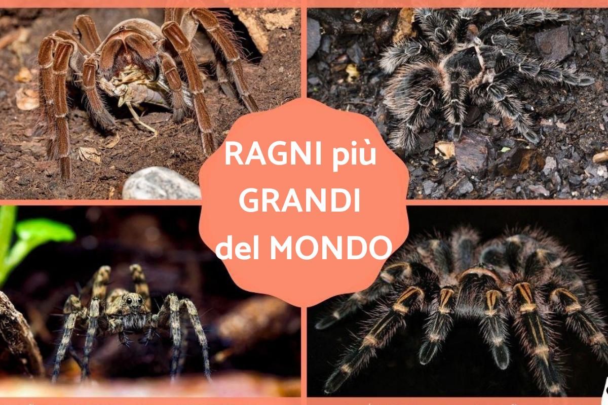 I ragni più grandi del mondo