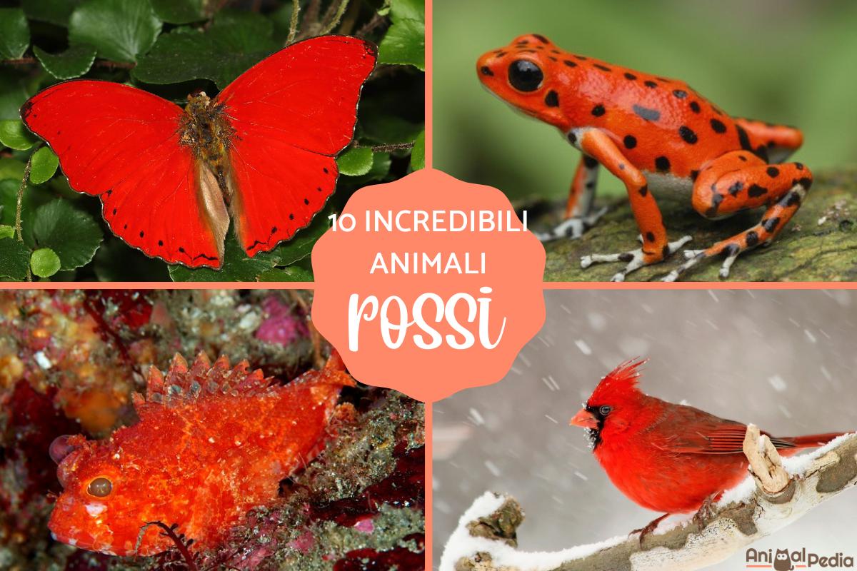 10 Incredibili animali rossi