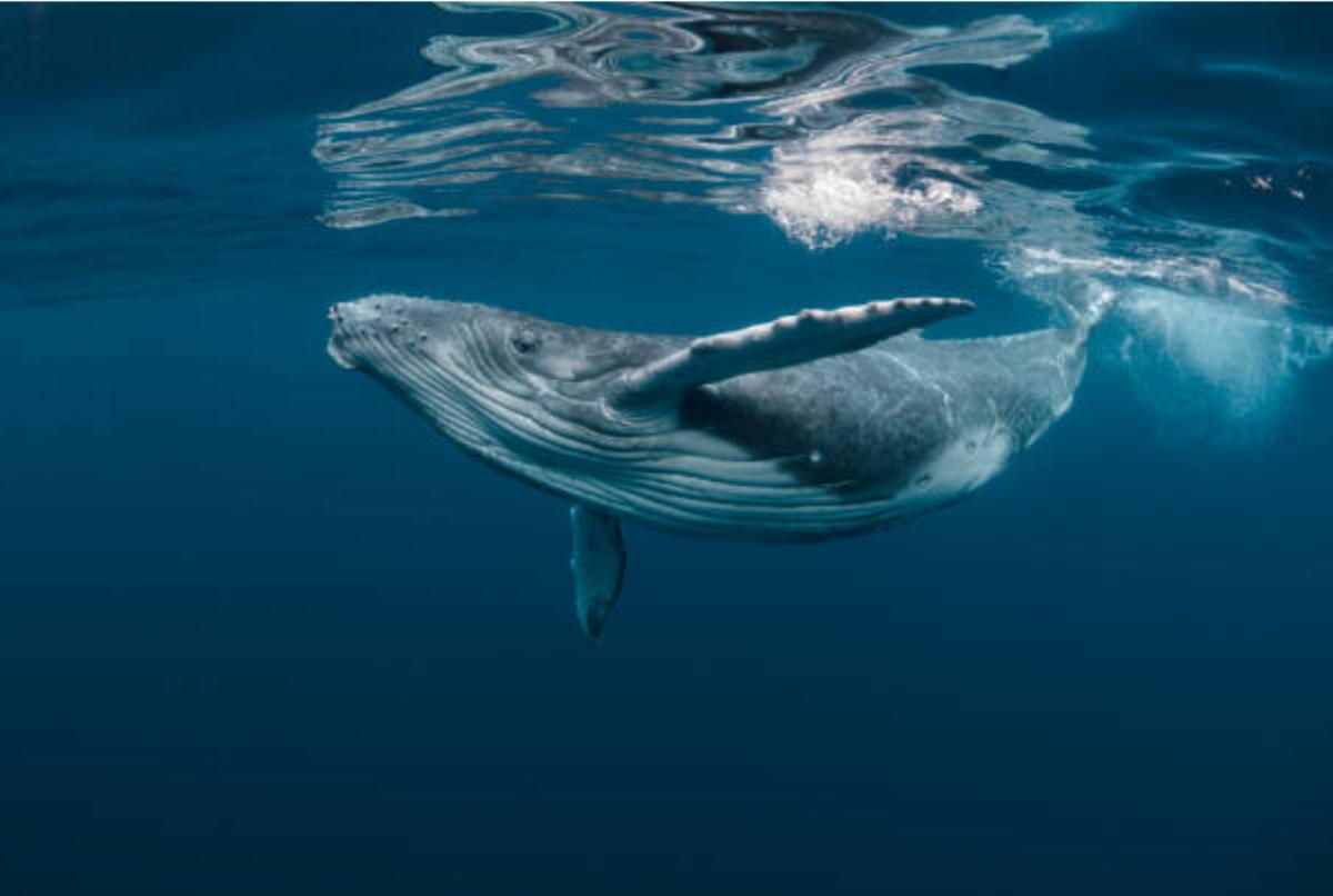 Cetacei - definizione, tipi e caratteristiche