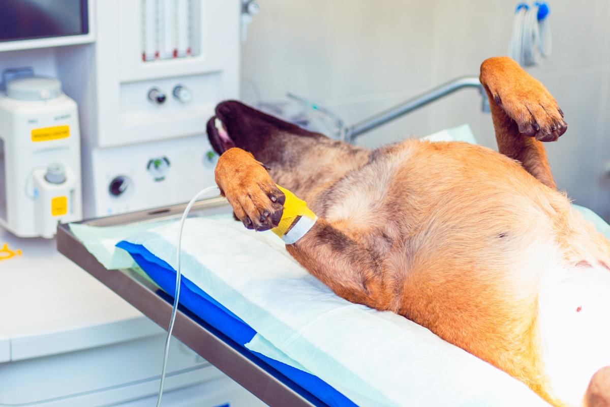 Cosa prova un cane sedato?