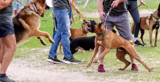 Cosa fare se un cane aggredisce il tuo