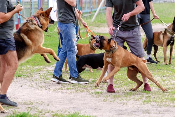 Cosa fare se un cane aggredisce il tuo