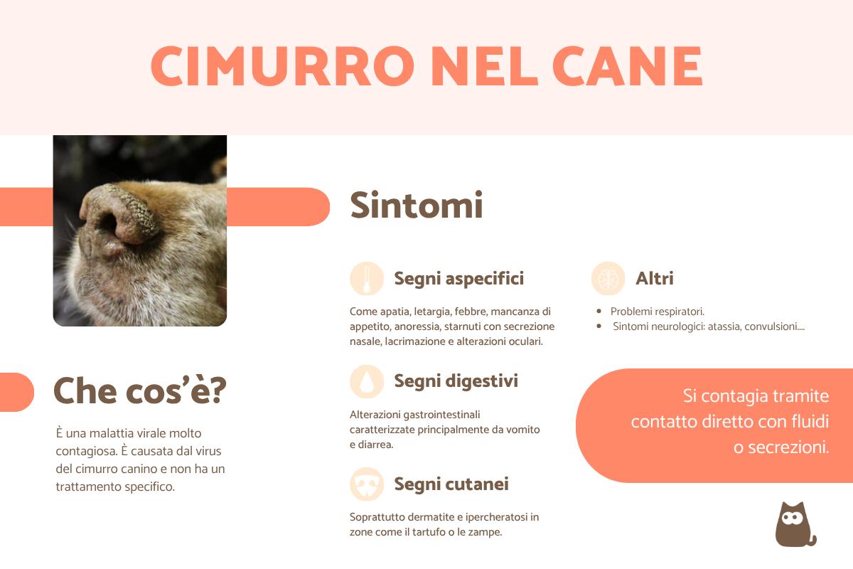 Cimurro nel cane: sintomi, come si prende, cure e quanto dura