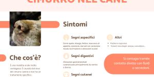 Cimurro nel cane: sintomi, come si prende, cure e quanto dura