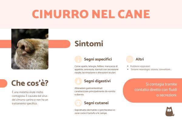 Cimurro nel cane: sintomi, come si prende, cure e quanto dura