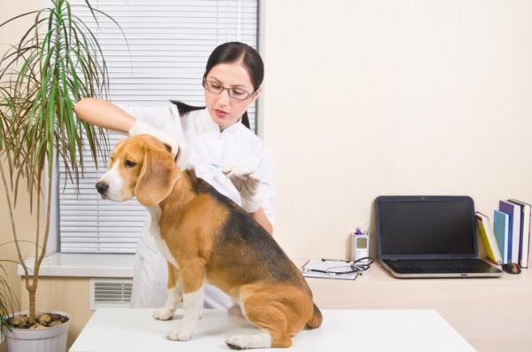 Cimurro nel cane: sintomi, come si prende, cure e quanto dura - Come prevenire il cimurro nel cane?