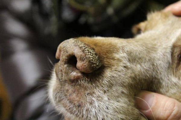 Cimurro nel cane: sintomi, come si prende, cure e quanto dura - Cos'è il cimurro nel cane?