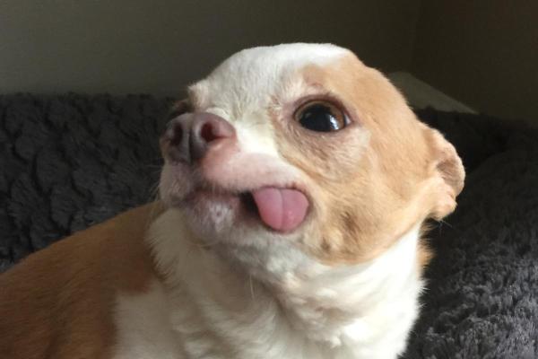Cimurro nel cane: sintomi, come si prende, cure e quanto dura - Postumi del cimurro nel cane