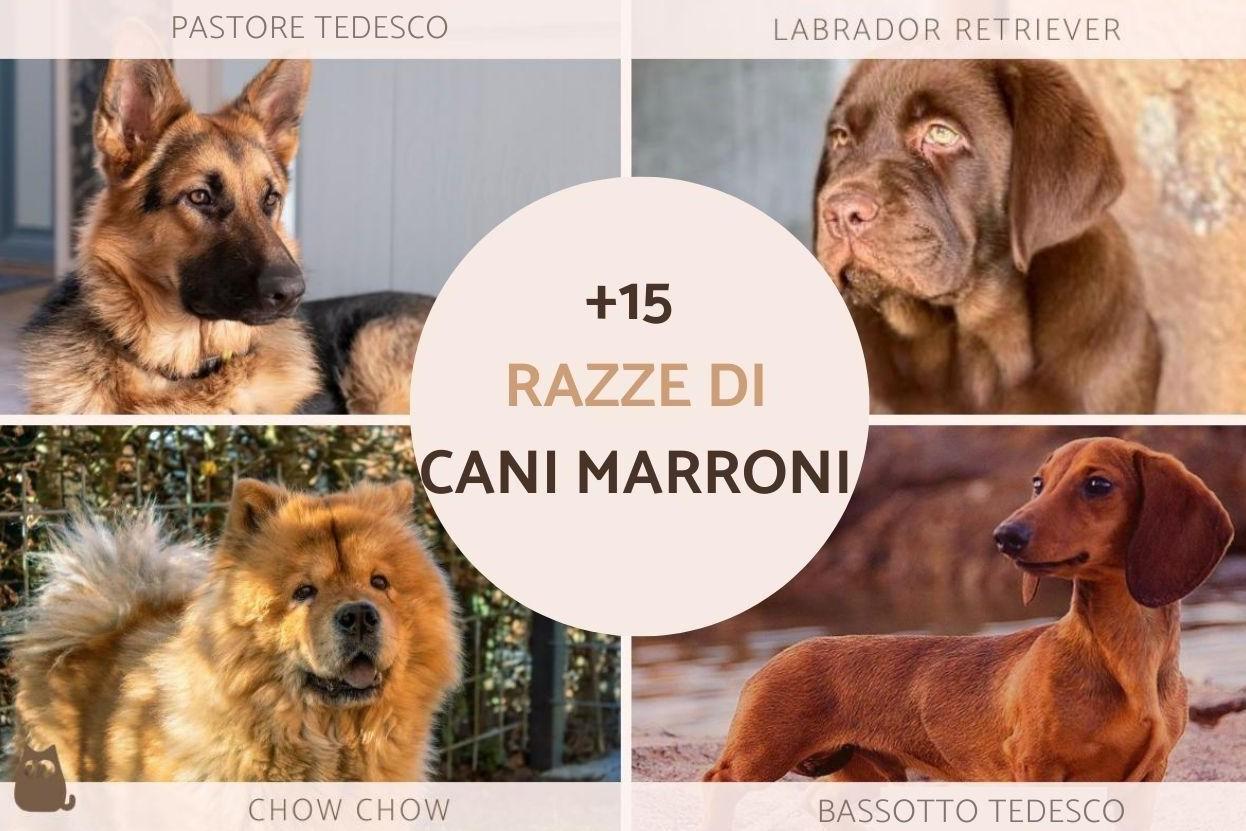 Papyrus - Biglietto D'Auguri Vuoto Con Razze Di Cani Misti - Con Busta E Sigillo - 6