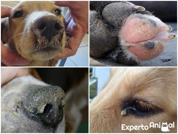 Cimurro nel cane: sintomi, come si prende, cure e quanto dura - Sintomi del cimurro nel cane e fasi 