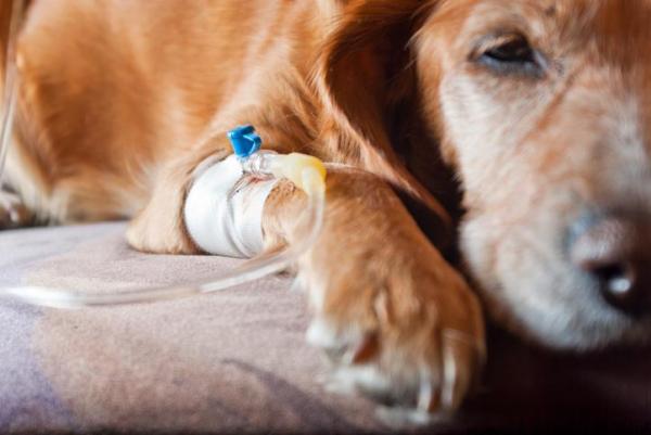 Cimurro nel cane: sintomi, come si prende, cure e quanto dura - Trattamento del cimurro nel cane