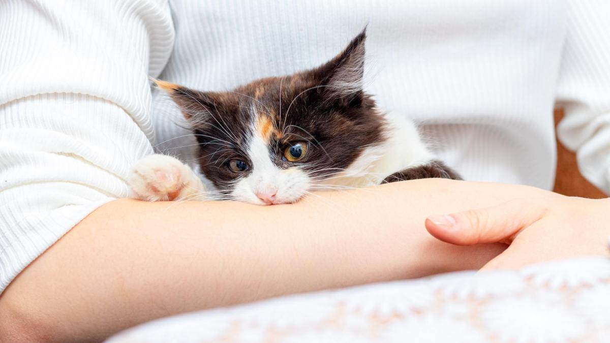 Perché il gatto fa le fusa e morde