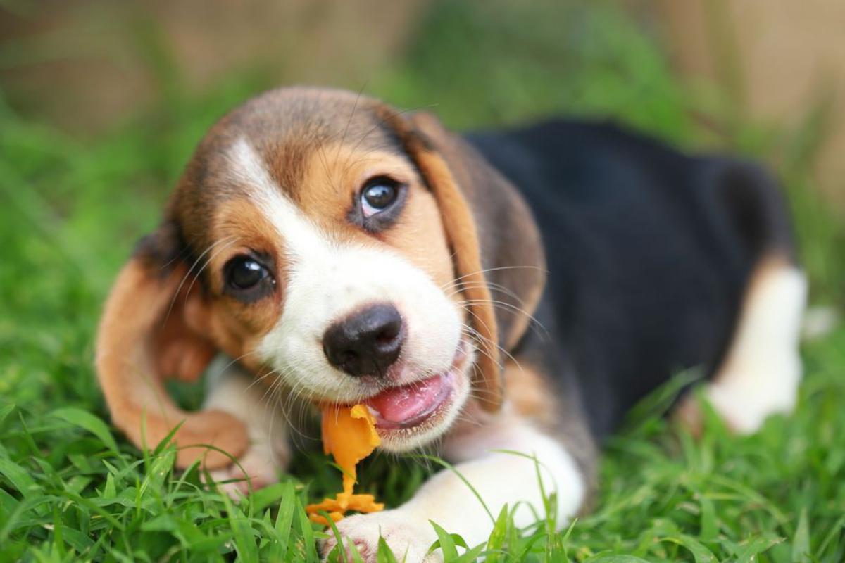I cani possono mangiare i mandarini?