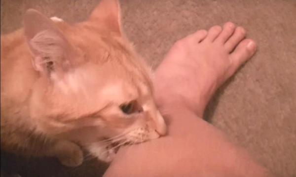 Perché il gatto morde le caviglie?