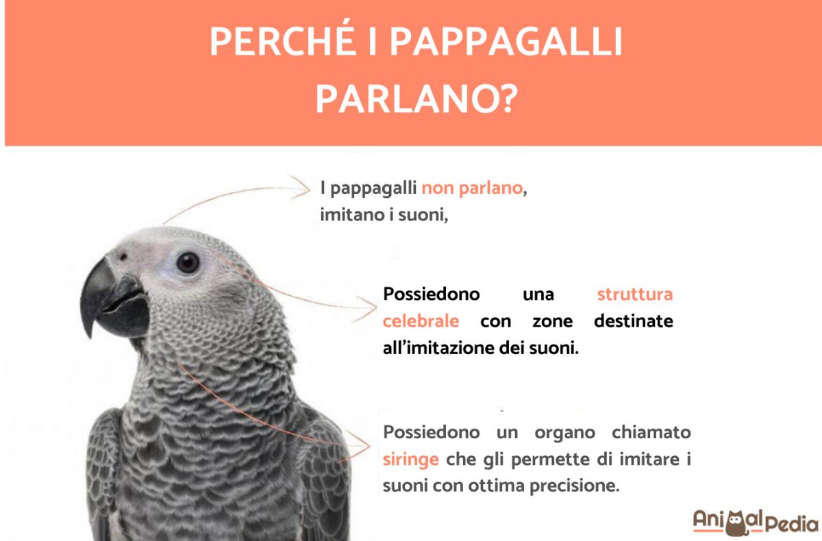 Perché i pappagalli parlano?
