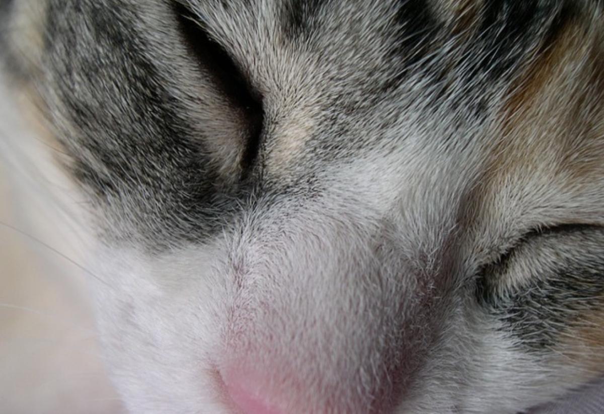 Gatto con occhio chiuso: cause, sintomi e cura